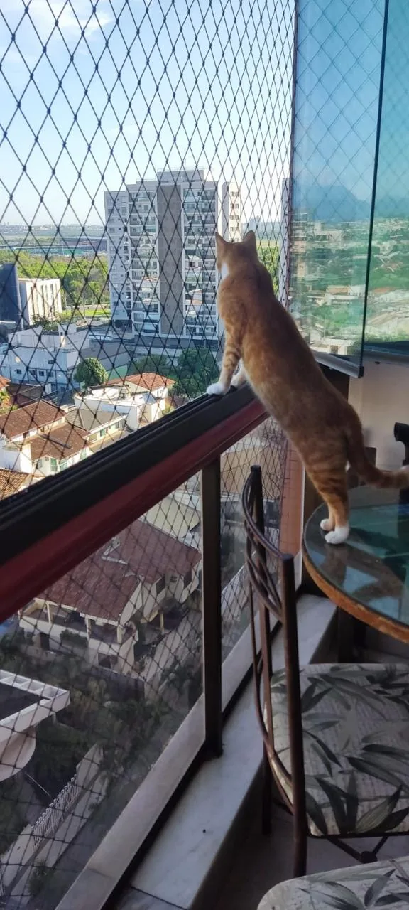 Pets, Gatos e Cães
